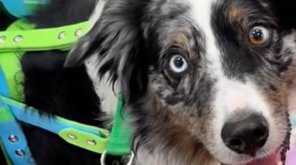 Illustration : Tellement fier d'aider sa maîtresse, ce chien d'assistance lui apporte une chaise sur laquelle elle ne pourra jamais s'asseoir