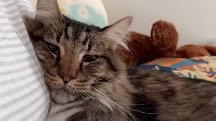 Illustration : Une propriétaire dévoile en vidéo le doux quotidien qu’elle partage avec son chat sénior adopté dans un refuge 