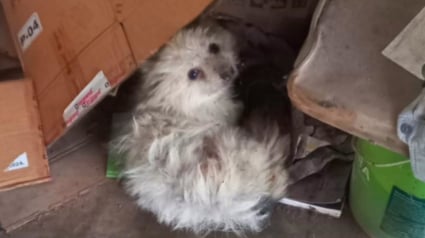 Illustration : Ils adoptent un chien au refuge puis l'y ramènent au bout d'une heure à cause de son haleine