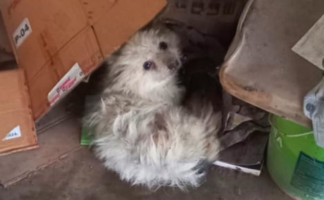 Ils adoptent un chien au refuge puis l'y ramènent au bout d'une heure à cause de son haleine