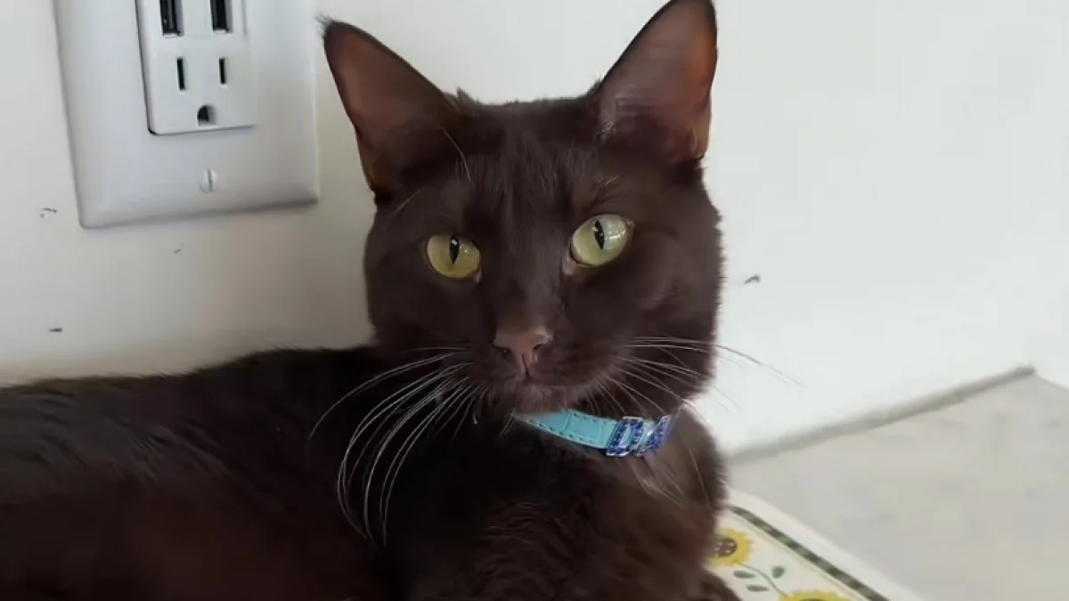 Illustration : "Obsédée par l'odeur du café, cette chatte noire oblige la propriétaire à afficher une mise en garde pour les clients (vidéo)"