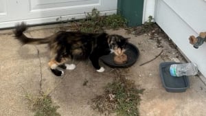 Illustration : Abandonn&eacute;s lors du d&eacute;m&eacute;nagement de leurs anciens propri&eacute;taires, 3 chatons et leur maman peuvent d&eacute;sormais esp&eacute;rer une nouvelle vie (vid&eacute;o)