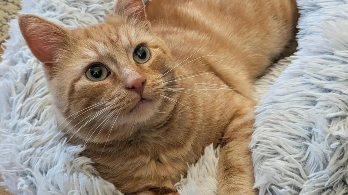 Illustration : "Pendant des mois, un chat errant observe ses congénères mener une vie heureuse chez leur propriétaire avant de se décider à se joindre à eux"