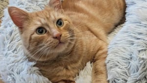 Illustration : Pendant des mois, un chat errant observe ses congénères mener une vie heureuse chez leur propriétaire avant de se décider à se joindre à eux