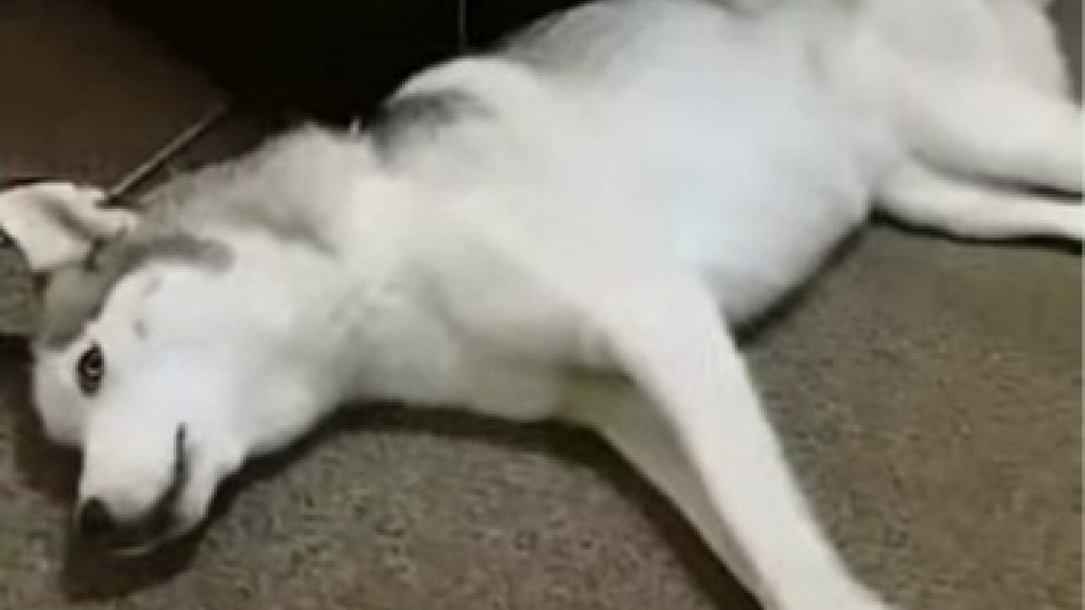 Illustration : "Alertée par les hurlements d’une femme, cette vétérinaire sort de son cabinet en courant et met tout en oeuvre pour sauver une chienne en arrêt cardiaque"