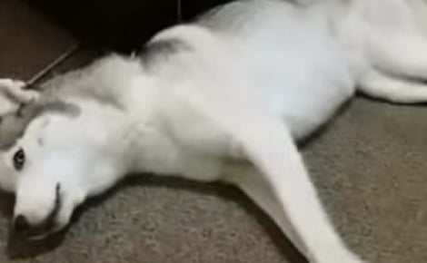 Alertée par les hurlements d’une femme, cette vétérinaire sort de son cabinet en courant et met tout en oeuvre pour sauver une chienne en arrêt cardiaque