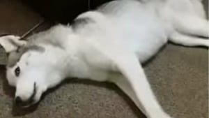 Illustration : "Alertée par les hurlements d’une femme, cette vétérinaire sort de son cabinet en courant et met tout en oeuvre pour sauver une chienne en arrêt cardiaque"