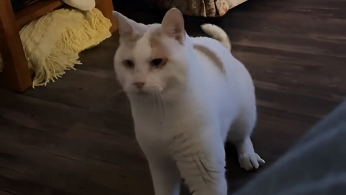 Illustration : "Bien qu'aveugle, ce chat impressionne par son sens de l'orientation et sa technique pour sauter sur les meubles (vidéo)"