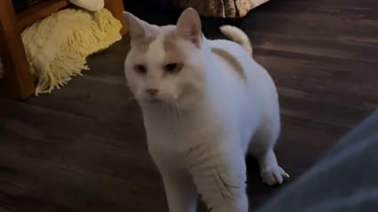 Illustration : Bien qu'aveugle, ce chat impressionne par son sens de l'orientation et sa technique pour sauter sur les meubles (vidéo)