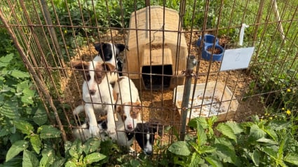 Illustration : Prétendant détenir un refuge, une femme gardait en réalité ses animaux sans eau ni ombre sur un terrain dans des conditions abominables
