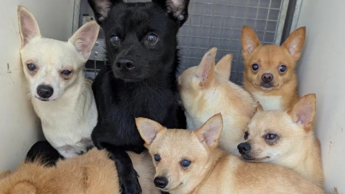 Illustration : "Ils découvrent 80 chiens entassés dans une maison, dont certains installés dans des tiroirs"