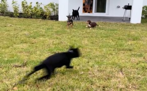 Un couple ouvre la porte de leur nouveau jardin et filment la réaction euphorique de leurs 4 chiens impatients d'en profiter (vidéo)