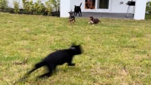 Illustration : Un couple ouvre la porte de leur nouveau jardin et filment la réaction euphorique de leurs 4 chiens impatients d'en profiter (vidéo)