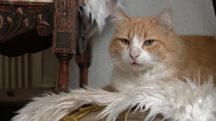 Illustration : « Au début, j'ai pensé que c'était une blague », son chat commet plusieurs délits, elle doit comparaître devant le tribunal