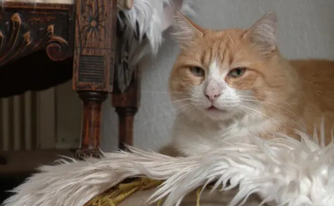 « Au début, j'ai pensé que c'était une blague », son chat commet plusieurs délits, elle doit comparaître devant le tribunal