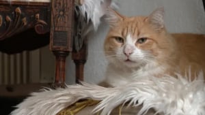 Illustration : "« Au début, j'ai pensé que c'était une blague », son chat commet plusieurs délits, elle doit comparaître devant le tribunal"