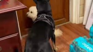 Illustration : "Rattrapé par son instinct, ce chien de berger tente de contrôler son congénère qui lui rappelle un mouton (vidéo)"