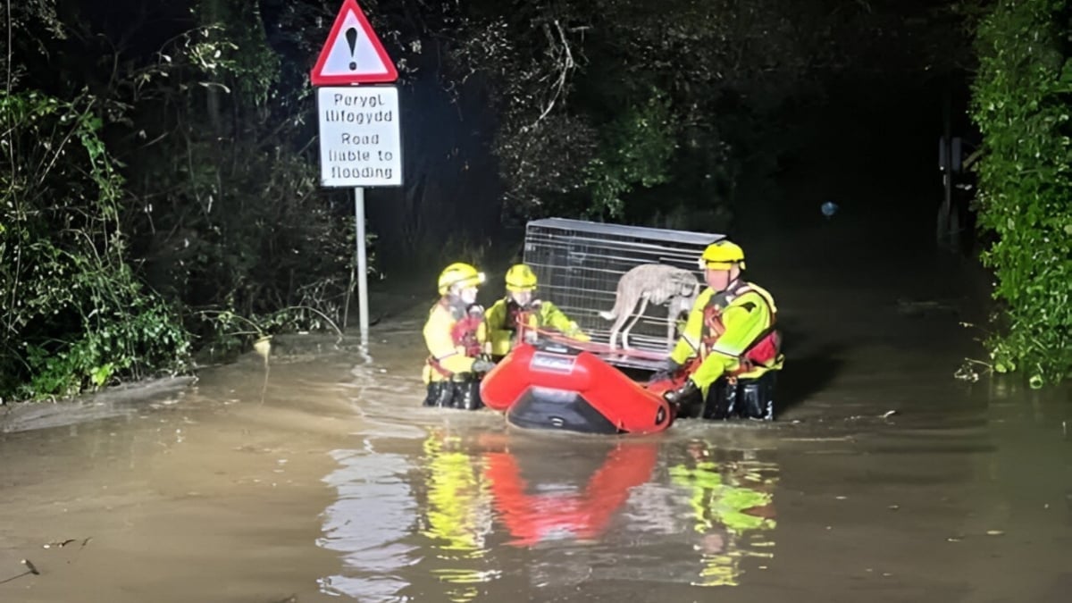 Illustration : "La responsable d'un refuge lutte pour sauver ses chiens pris au piège par des inondations soudaines"