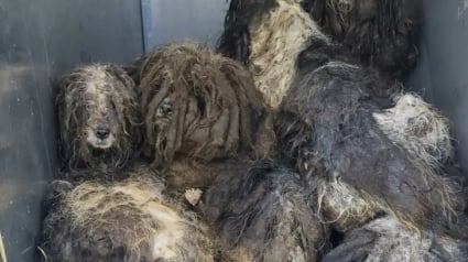 Illustration : 15 chiens retrouvés ensemble au cœur d’une réserve forestière reprennent vie après leur premier bain 