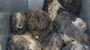 Illustration : 15 chiens retrouvés ensemble au cœur d’une réserve forestière reprennent vie après leur premier bain 