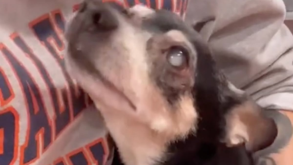 Illustration : "Ce petit chien aveugle de 11 ans qui est à l’adoption déborde d’affection dès que quelqu’un lui accorde de l’attention (vidéo)"