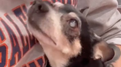 Illustration : Ce petit chien aveugle de 11 ans qui est à l’adoption déborde d’affection dès que quelqu’un lui accorde de l’attention (vidéo)