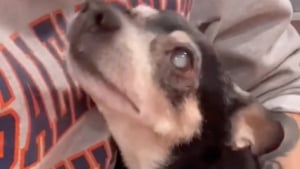 Illustration : Ce petit chien aveugle de 11 ans qui est à l’adoption déborde d’affection dès que quelqu’un lui accorde de l’attention (vidéo)