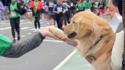 Illustration : Un Golden Retriever présent au marathon de New York est là pour encourager les coureurs à sa manière (vidéo)