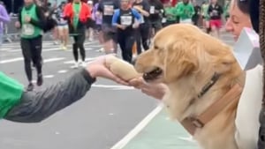 Illustration : Un Golden Retriever présent au marathon de New York est là pour encourager les coureurs à sa manière (vidéo)