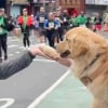 Illustration : Un Golden Retriever présent au marathon de New York est là pour encourager les coureurs à sa manière (vidéo)