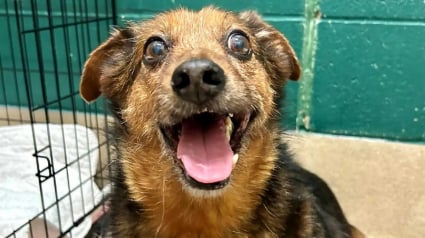 Illustration : Surnommé le « loup-garou patate », ce chien possède une habitude étrange qui lui permet de quitter le refuge en un éclair
