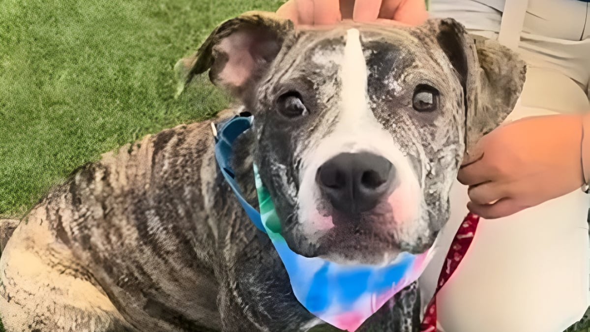 Illustration : "Ses maîtres perdent leur logement et doivent la ramener au refuge 3 mois après son adoption, mais cette chienne reste pourtant pleine de vie"