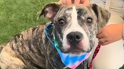 Illustration : Ses maîtres perdent leur logement et doivent la ramener au refuge 3 mois après son adoption, mais cette chienne reste pourtant pleine de vie