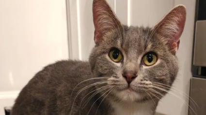 Illustration : "Il s’est invité dans mon appartement et m’a adoptée", un chat errant maigre et blessé décide de forcer son destin