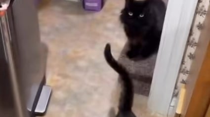 Illustration : « On a volé le chat de quelqu’un » : pendant une semaine, des pet-sitters s’occupent d’un chat qui n’est pas le bon 