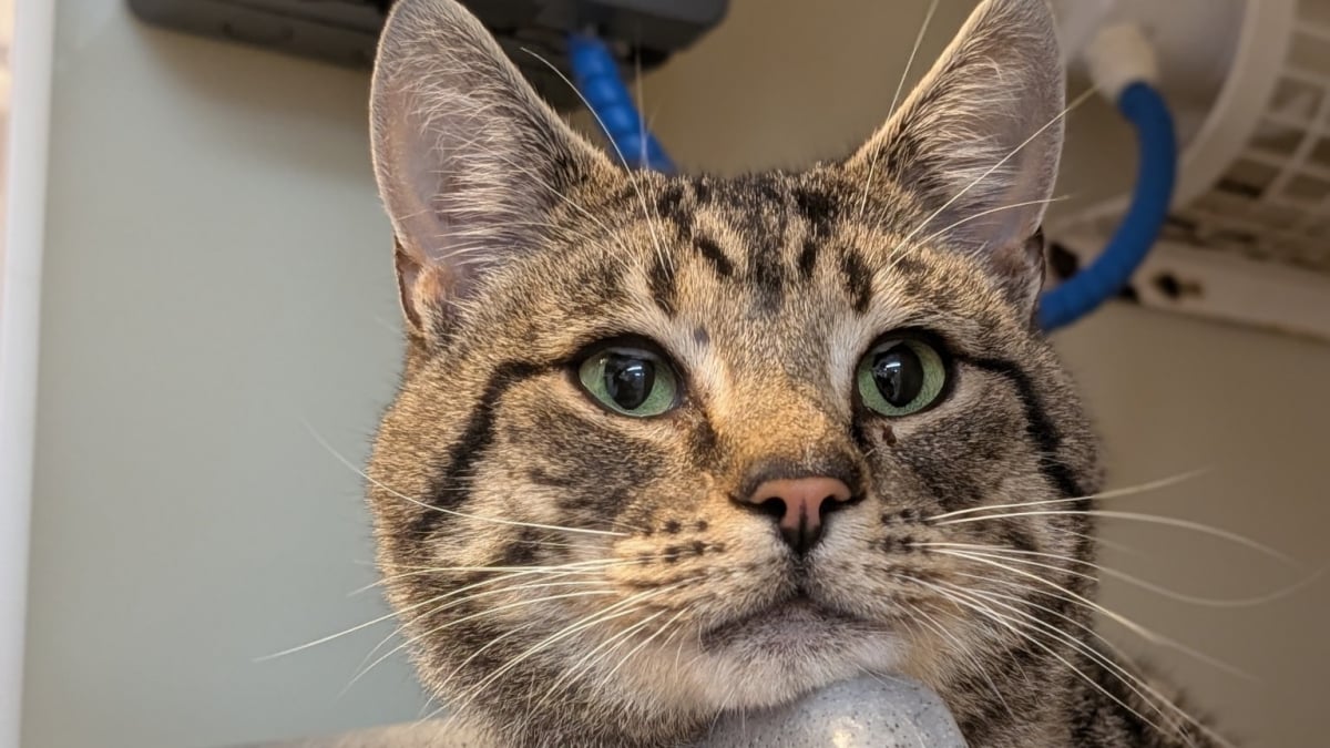 Illustration : "Jugé parfait mais boudé à cause de sa maladie, le sida du chat (FIV), ce chat affectueux attendait simplement qu'on lui laisse une chance"