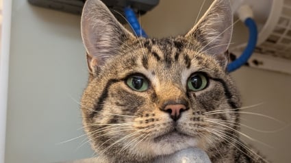 Illustration : Jugé parfait mais boudé à cause de sa maladie, le sida du chat (FIV), ce chat affectueux attendait simplement qu'on lui laisse une chance