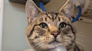 Illustration : Jugé parfait mais boudé à cause de sa maladie, le sida du chat (FIV), ce chat affectueux attendait simplement qu'on lui laisse une chance