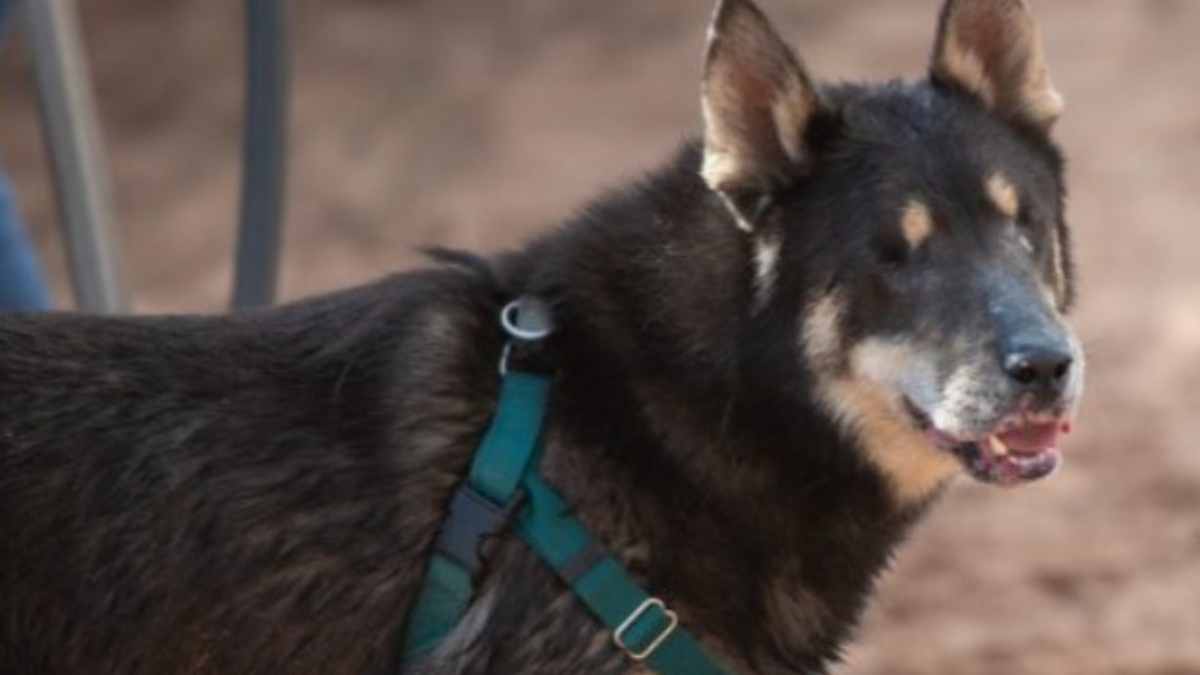 Illustration : "Prisonnier de la douleur à cause de ses yeux, ce chien subit une opération radicale et retrouve sa joie de vivre"