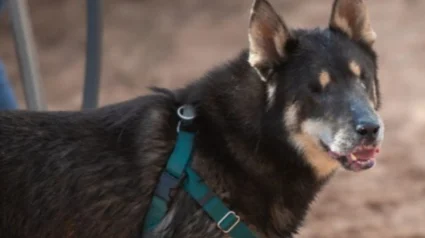 Illustration : Prisonnier de la douleur à cause de ses yeux, ce chien subit une opération radicale et retrouve sa joie de vivre
