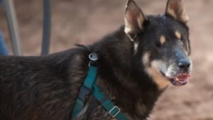 Illustration : Prisonnier de la douleur à cause de ses yeux, ce chien subit une opération radicale et retrouve sa joie de vivre