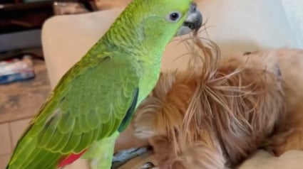 Illustration : Trop petit pour pousser la porte, ce perroquet attend patiemment que son ami chien fasse le travail à sa place (vidéo)
