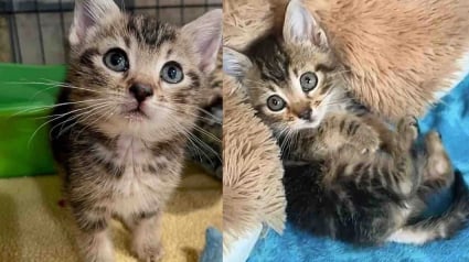 Illustration : Minuscule et tenant dans le creux de la main, ce chaton lance un regard implorant qui fait craquer sa soigneuse (vidéo)