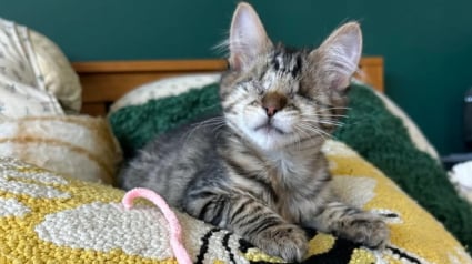 Illustration : « Elle joue mieux que les voyants », devenu aveugle à 3 mois à cause d’une maladie congénitale, ce chaton impressionne ses maîtres