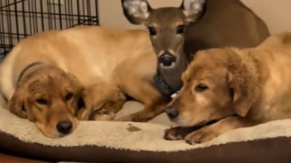 Illustration : Protégé des chasseurs, un jeune cerf trouve refuge auprès d'un duo de chiens et partage leur panier (vidéo)