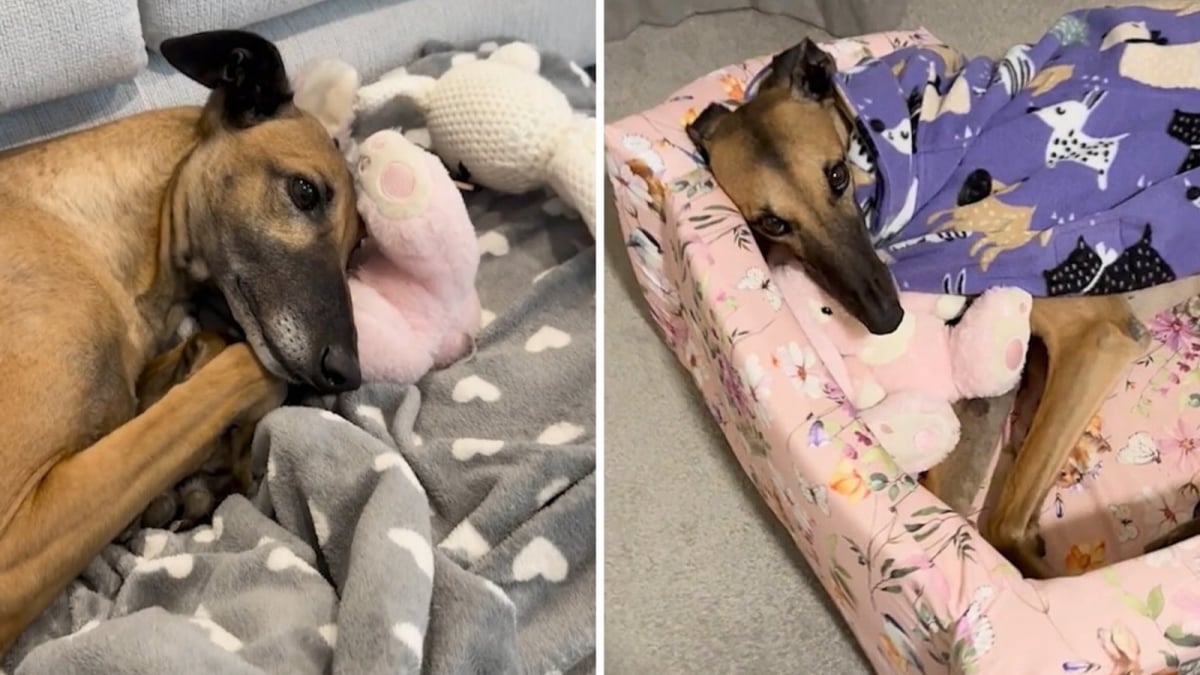 Illustration : "Après son abandon, une ancienne chienne de course retrouve douceur et sécurité auprès d'une peluche (vidéo)"