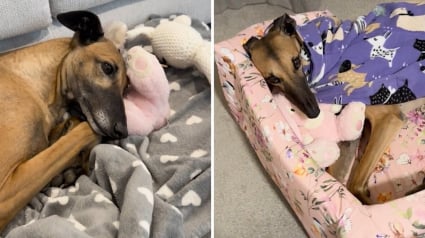 Illustration : Après son abandon, une ancienne chienne de course retrouve douceur et sécurité auprès d'une peluche (vidéo)