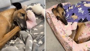 Illustration : Après son abandon, une ancienne chienne de course retrouve douceur et sécurité auprès d'une peluche (vidéo)