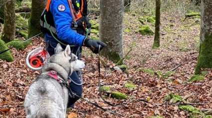 Illustration : Bloqué par sa longe en pleine montagne pendant 2 jours, ce chien est finalement sauvé grâce à la vigilance de randonneurs