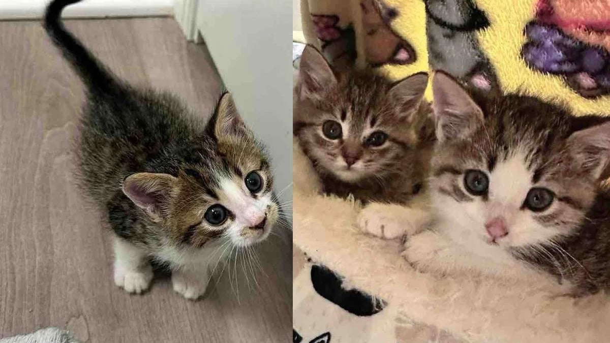 Illustration : "3 chatons livrés à eux-mêmes finissent par trouver amour et sécurité auprès d’un trio de bienfaiteurs"